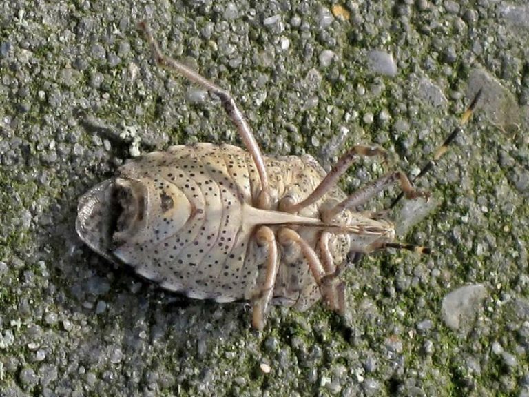 Rare ongedierte in huis